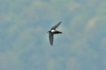 White-throated needletail. Adult. Bhutan, April 2007. Image © Ron Knight by Ron Knight.