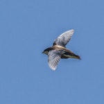 White-throated needletail. Adult in flight. Tiritiri Matangi Island, November 2016. Image © Martin Sanders by Martin Sanders.