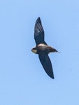 White-throated needletail. Adult in flight. Tiritiri Matangi Island, November 2016. Image © Martin Sanders by Martin Sanders.