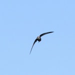 White-throated needletail. Adult in flight. Tiritiri Matangi Island, November 2016. Image © Martin Sanders by Martin Sanders.