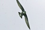 White-throated needletail. Adult. Bhutan, April 2007. Image © Ron Knight by Ron Knight.