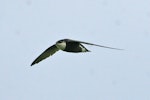 White-throated needletail. Adult. Bhutan, April 2007. Image © Ron Knight by Ron Knight.