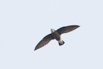 White-throated needletail. In flight, showing underparts. New South Wales, Australia, March 2012. Image © Kevin B Agar by Kevin B Agar.