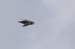 White-throated needletail. Adult. Sydney, New South Wales, Australia, January 2010. Image © Troy Mutton by Troy Mutton.