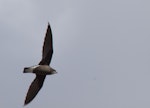 White-throated needletail. Adult. Sydney, New South Wales, Australia, January 2010. Image © Troy Mutton by Troy Mutton.