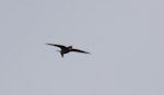 White-throated needletail. Adult. Sydney, New South Wales, Australia, January 2010. Image © Troy Mutton by Troy Mutton.