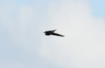 White-throated needletail. Adult in flight. Halfmoon Bay, Stewart Island, November 2015. Image © Brendan Klick by Brendan Klick.