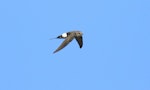 Fork-tailed swift. Adult in flight. Point Sturt, South Australia, February 2018. Image © Andrew Couch 2018 birdlifephotography.org.au by Andrew Couch.