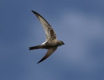 Fork-tailed swift. Adult in flight (ventral). Point Avoid, Eyre Peninsula, South Australia, February 2014. Image © John Fennell by John Fennell.