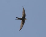 Fork-tailed swift. Adult in flight (ventral). Point Avoid, Eyre Peninsula, South Australia, February 2014. Image © John Fennell by John Fennell.