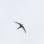 Fork-tailed swift. Adult in flight. Broome WA, October 2010. Image © Dick Jenkin by Dick Jenkin.