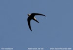 Fork-tailed swift. Adult in flight. Kobble Creek, South-east Queensland, November 2009. Image © Tom Tarrant by Tom Tarrant.