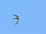 Fork-tailed swift. Adult in flight. Carnarvon, Western Australia, February 2016. Image © Les George 2020 birdlifephotography.org.au by Les George.