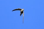 Fork-tailed swift. Adult in flight. Point Sturt, South Australia, February 2018. Image © Andrew Couch 2018 birdlifephotography.org.au by Andrew Couch.