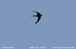 Fork-tailed swift. Adult in flight. Kobble Creek, South-east Queensland, November 2009. Image © Tom Tarrant by Tom Tarrant.