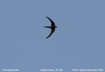 Fork-tailed swift. Adult in flight. Kobble Creek, South-east Queensland, November 2009. Image © Tom Tarrant by Tom Tarrant.