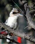 Laughing kookaburra. Front view of adult. North Auckland, January 2007. Image © Art Polkanov by Art Polkanov.