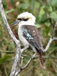 Laughing kookaburra. Adult. Campbells Beach, Tawharanui, August 2016. Image © Scott Brooks (ourspot) by Scott Brooks.