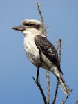 Laughing kookaburra. Adult. Campbells Beach, Tawharanui, August 2016. Image © Scott Brooks (ourspot) by Scott Brooks.