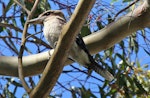 Laughing kookaburra. Ventral view of adult showing undertail. Orewa, January 2009. Image © Duncan Watson by Duncan Watson.