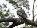 Laughing kookaburra. Perched adult showing wing colours. Audley Inlet, Royal National Park, New South Wales, Australia, August 2008. Image © Alan Tennyson by Alan Tennyson.