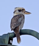 Laughing kookaburra. Adult. Port Douglas, Queensland, Australia, August 2015. Image © Rebecca Bowater by Rebecca Bowater FPSNZ AFIAP.