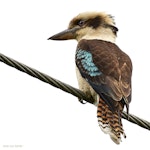 Laughing kookaburra. Adult on power line. near Warkworth, November 2017. Image © John and Melody Anderson, Wayfarer International Ltd by John and Melody Anderson.