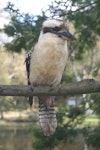 Laughing kookaburra. Adult, perching. Royal National Park, New South Wales, Australia, September 2008. Image © Kyle Bland by Kyle Bland.