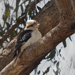 Laughing kookaburra. Juvenile. Pinnaroo Valley Memorial Park, Perth, Western Australia, July 2014. Image © Marie-Louise Myburgh by Marie-Louise Myburgh.