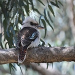 Laughing kookaburra. Juvenile. Pinnaroo Valley Memorial Park, Perth, Western Australia, July 2015. Image © Marie-Louise Myburgh by Marie-Louise Myburgh.