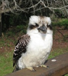 Laughing kookaburra. Immature. Australia, July 2010. Image © Joke Baars by Joke Baars.