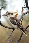 Laughing kookaburra. Perched adult. Atherton Tableland, Queensland, Australia, August 2010. Image © Andrew Thomas by Andrew Thomas.