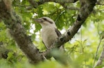 Laughing kookaburra. Adult with stick insect. Oratia, Waitakere, December 2017. Image © Les Feasey by Les Feasey.