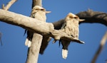 Laughing kookaburra. Two adults. Canberra, August 2015. Image © RM by RM.