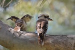 Laughing kookaburra. Two adults (possibly a pair). Yanchep National Park, Western Australia, December 2015. Image © Marie-Louise Myburgh by Marie-Louise Myburgh.