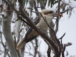 Laughing kookaburra. Adult with beetle. Canberra, December 2017. Image © R.M. by R.M..