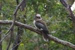 Laughing kookaburra. Perched adult turning head. Kinka Beach, Queensland. Image © Noel Knight by Noel Knight.