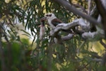 Laughing kookaburra. Adult carrying dead rodent. Kinka Beach, Queensland. Image © Noel Knight by Noel Knight.