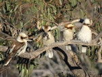 Laughing kookaburra. Family group. Adult (second left) eventually fed the Cunningham's skink to the begging juvenile (far right). Canberra, Australia, October 2017. Image © R.M. by R.M..