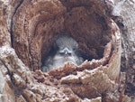 Laughing kookaburra. Juvenile in nesting hollow. Canberra, December 2017. Image © R.M. by R.M..