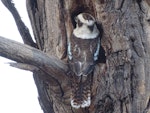 Laughing kookaburra. Adult entering its nesting hollow. Canberra, Australia, November 2018. Image © R.M. by R.M..