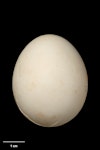 Laughing kookaburra. Egg 44.4 x 36.2 mm (NMNZ OR.025975, collected by the Barnard family). Coomooboolaroo station, 20 km sw of Duaringa, central east Queensland, January 1889. Image © Te Papa by Jean-Claude Stahl.