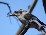 Laughing kookaburra. Adult with a small skink. Canberra, Australia, November 2018. Image © R.M. by R.M..