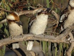 Laughing kookaburra. Juvenile eating a Cunningham's skink that was given to it by an adult (to the right). Canberra, Australia., October 2017. Image © R.M. by R.M..