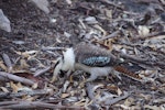 Laughing kookaburra. Adult foraging. Mt Remarkable National Park, South Australia, April 2018. Image © Colin Miskelly by Colin Miskelly.