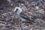 Laughing kookaburra. Adult foraging. Mt Remarkable National Park, South Australia, April 2018. Image © Colin Miskelly by Colin Miskelly.