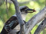 Laughing kookaburra. Adult with a beetle. Canberra, Australia, November 2018. Image © R.M. by R.M..