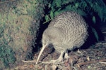 Great spotted kiwi | Roroa. Adult. Mount Bruce Wildlife Centre, September 1975. Image © Department of Conservation by Rod Morris, Department of Conservation.