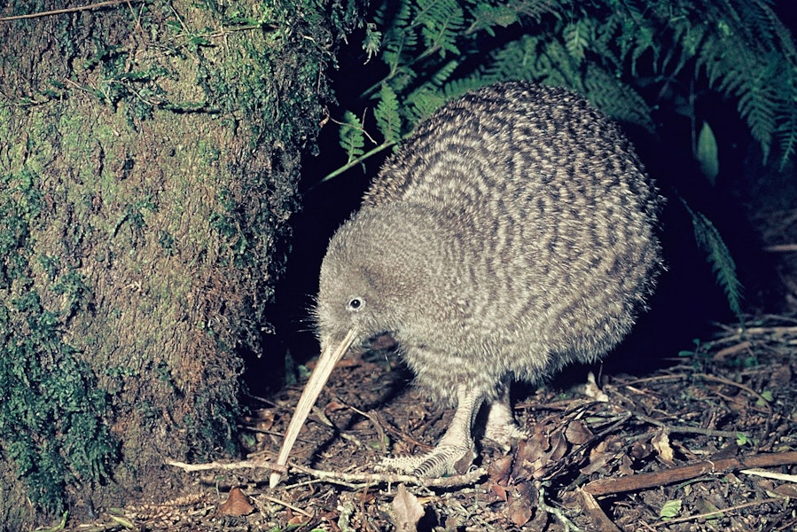 Great spotted kiwi | Roroa. Adult. Mount Bruce Wildlife Centre, September 1975. Image © Department of Conservation by Rod Morris, Department of Conservation.