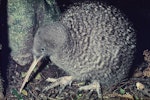 Great spotted kiwi | Roroa. Adult. Mount Bruce Wildlife Centre, September 1975. Image © Department of Conservation by Rod Morris, Department of Conservation.